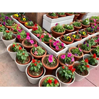Pansy Plant Pansy Plant12-8422223-81958.webp